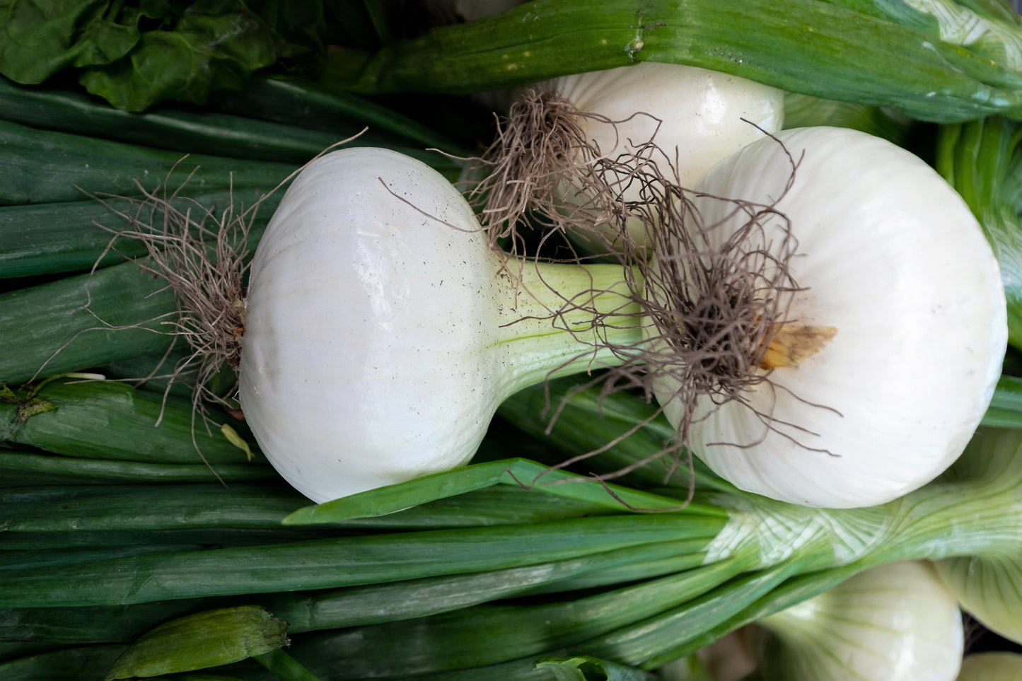 500 Sweet WHITE SPANISH ONION Allium Cepa Vegetable Seeds