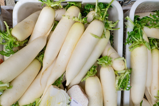 500 JAPANESE MINOWASE RADISH Huge Daikon White Raphanus Sativus Vegetable Seeds