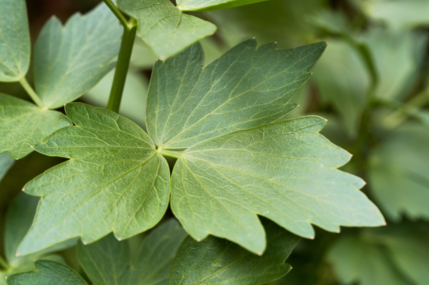 50 LOVAGE Levistucum Officinale - Flavor like celery & anise - Herb Flower Seeds