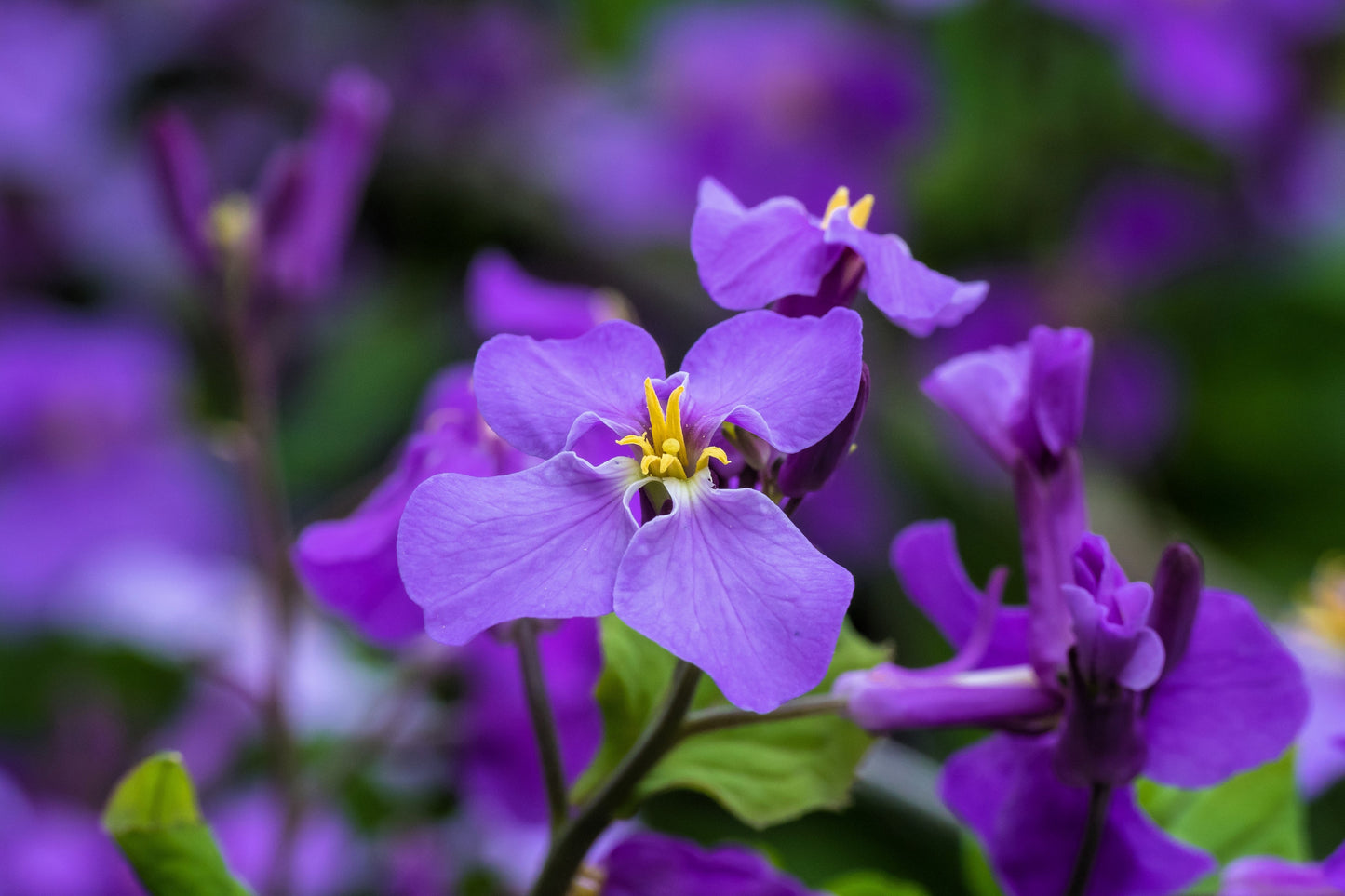 500 Purple FEBRUARY ORCHID Violet Cress Orychophragmus Violaceus 2" Flower Edible Vegetable Seeds