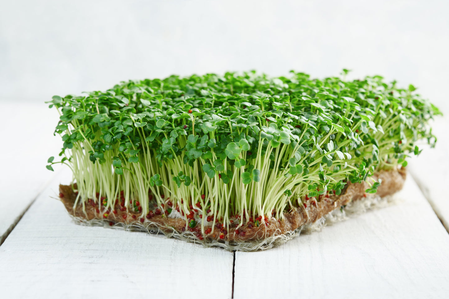 1000 CALABRESE BROCCOLI ITALIAN Green Sprouting Vegetable Brassica Seeds