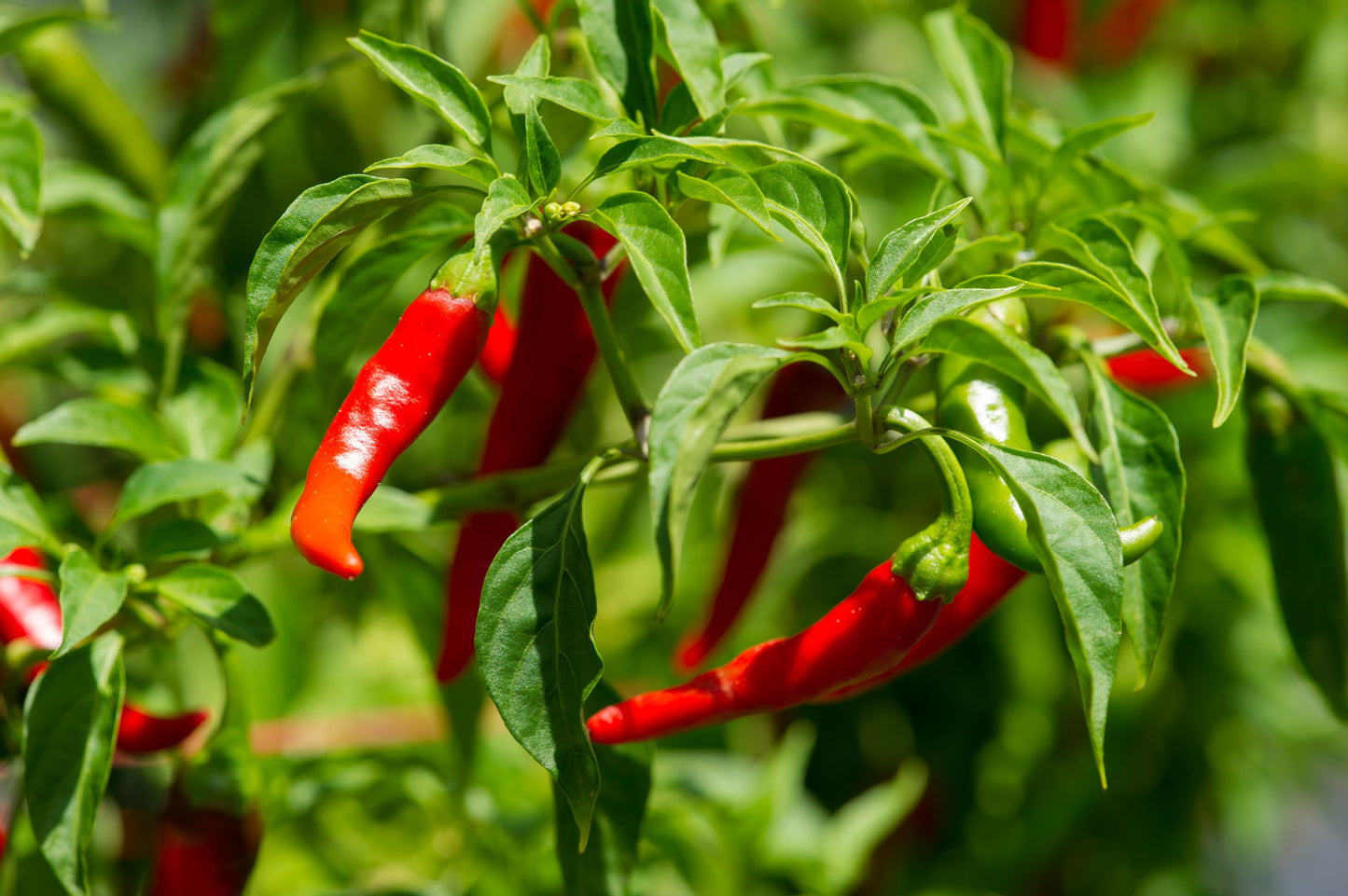 300 LONG Red CAYENNE PEPPER Capsicum Annuum Vegetable Seeds