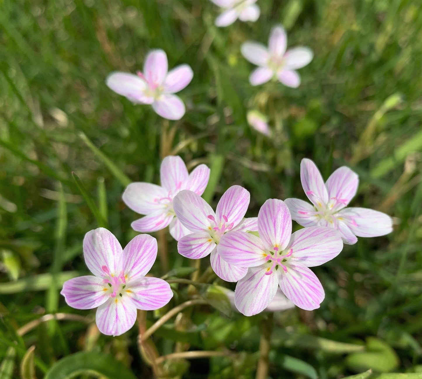20 VIRGINIA SPRING BEAUTY Claytonia Virginica Eastern Fairy Pink Striped Native Grass Shade Flower Herb Seeds
