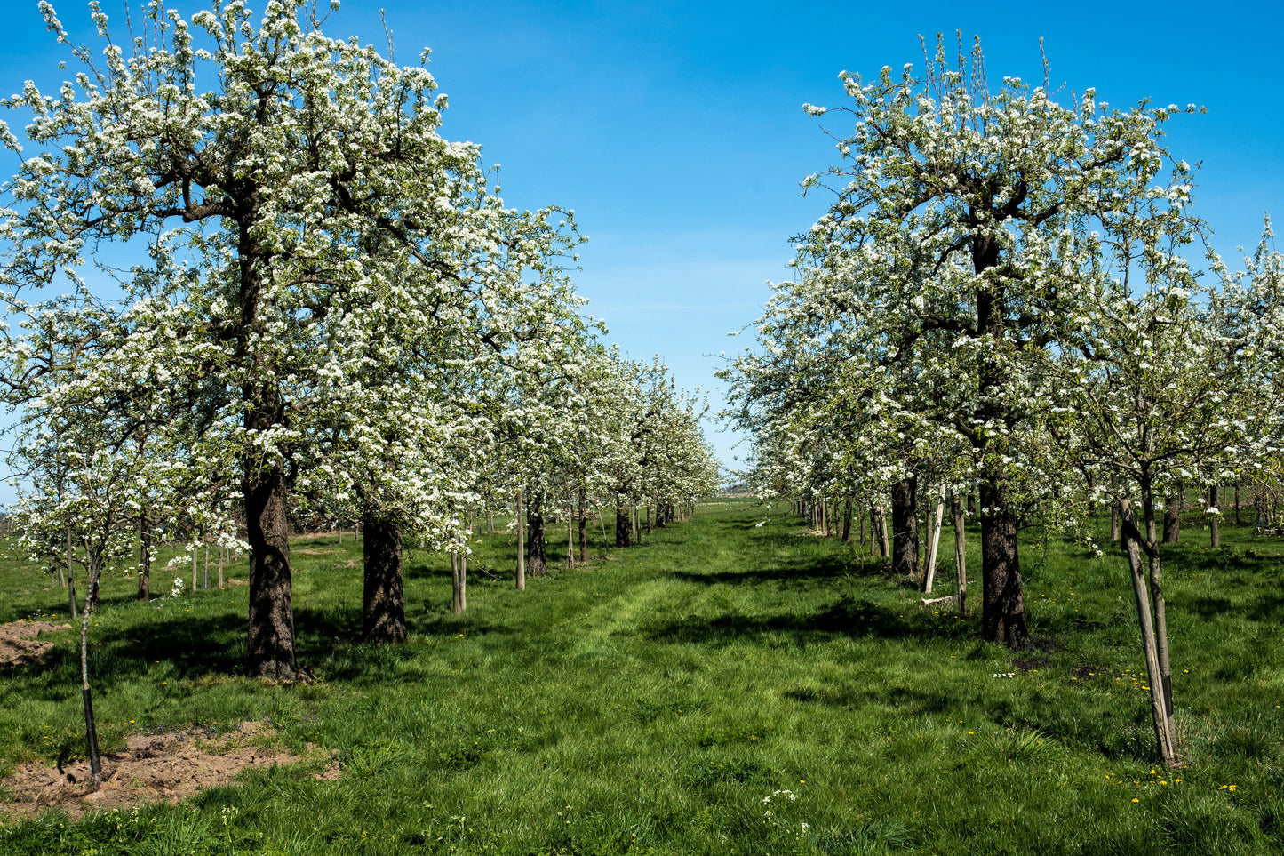 25 EUROPEAN PEAR TREE Pyrus Communis Fruit Seeds - White Flowers / Green Fruit
