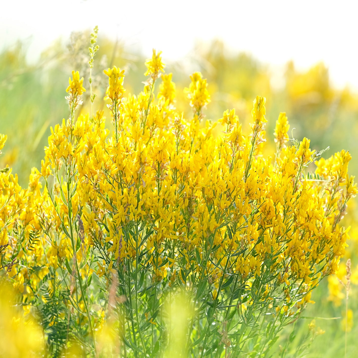 3000 YELLOW SWEET CLOVER Melilotus Officinalis Flower Seeds