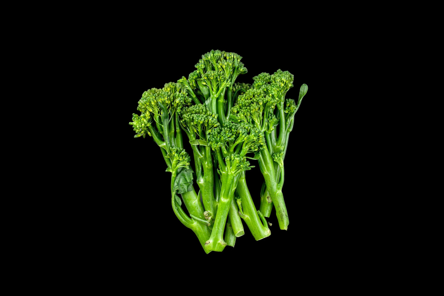 1000 EARLY Fall RAPINI BROCCOLI (Broccoli Raab / Broccoli Rabe / Brocoletti / Cima di Rapa) Brassica Ruvo Vegetable Seeds