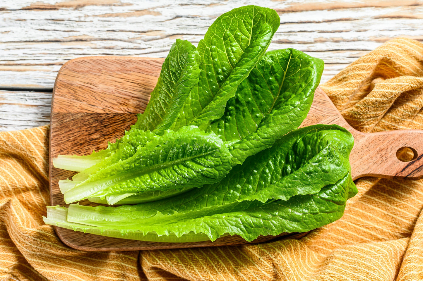 3000 PARRIS ISLAND Romaine LETTUCE Lactuca Sativa Vegetable Seeds