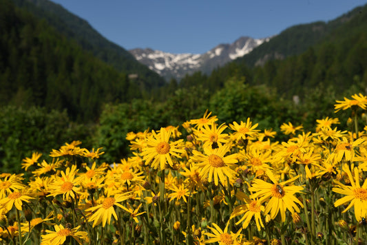 15 MOUNTAIN ARNICA Montana Wolf's Bane Yellow Flower Herb Seeds