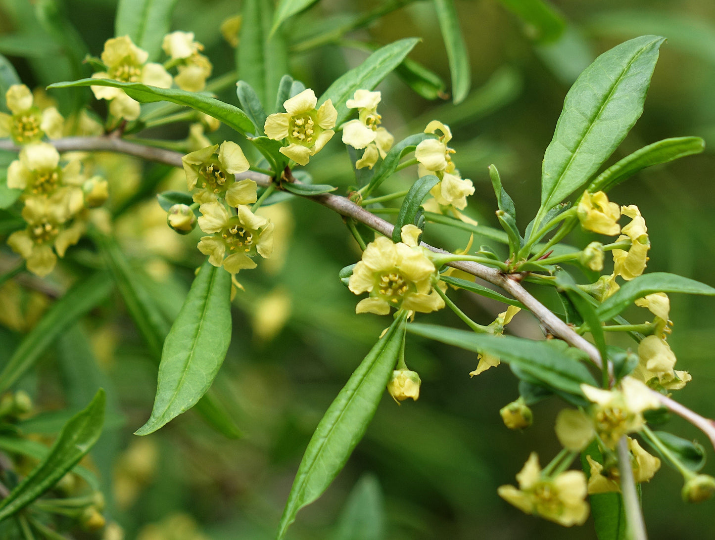 5 CHERRY PRINSEPIA Chinese Sinensis Edible Red Fruit Tree Shrub Flower Seeds