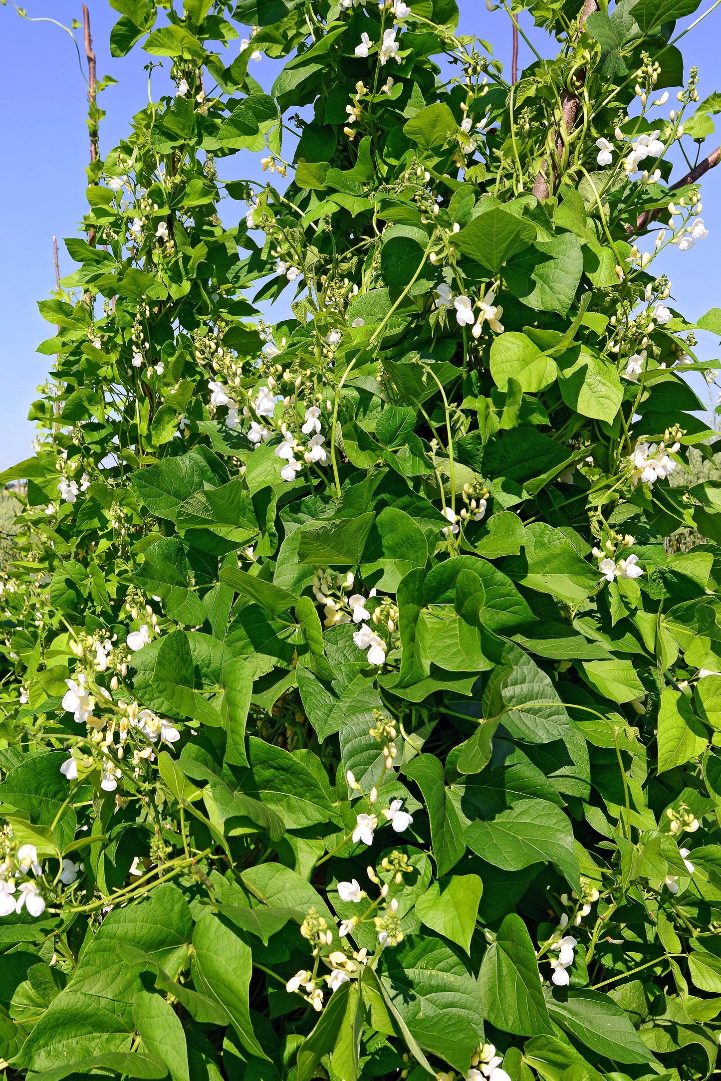 50 KENTUCKY WONDER Pole BEAN Phaseolus Vulgaris Vegetable Seeds