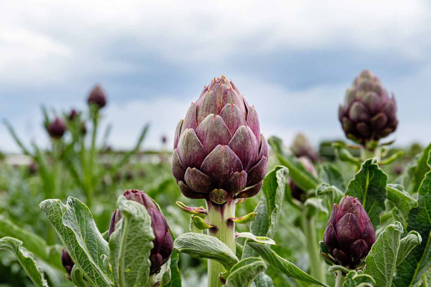 50 PURPLE ROMAGNA ARTICHOKE Italian Cynara Scolymus Flower Vegetable Seeds