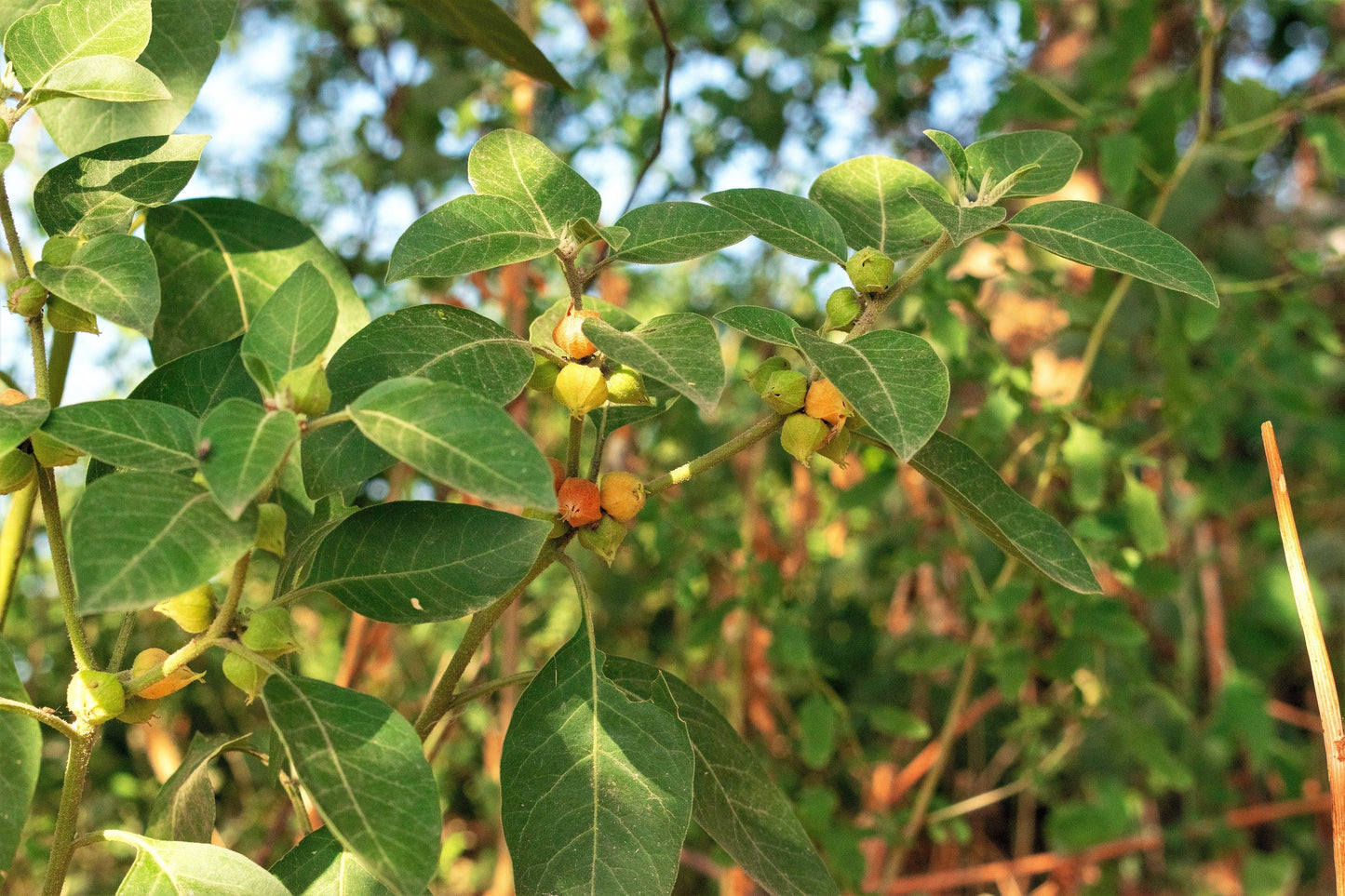 50 INDIAN GINSENG Withania Somnifera Ashwaganda Herb Flower Seeds
