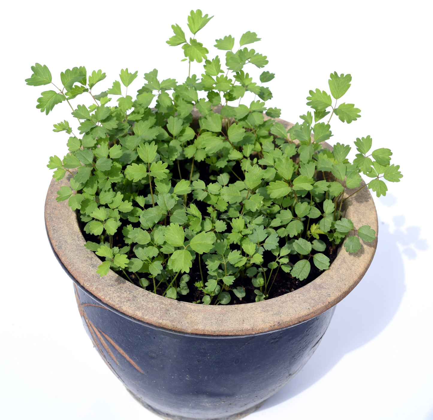 500 SALAD BURNET Sanguisorba Minor Edible Greens Vegetable Herb Flower Seeds