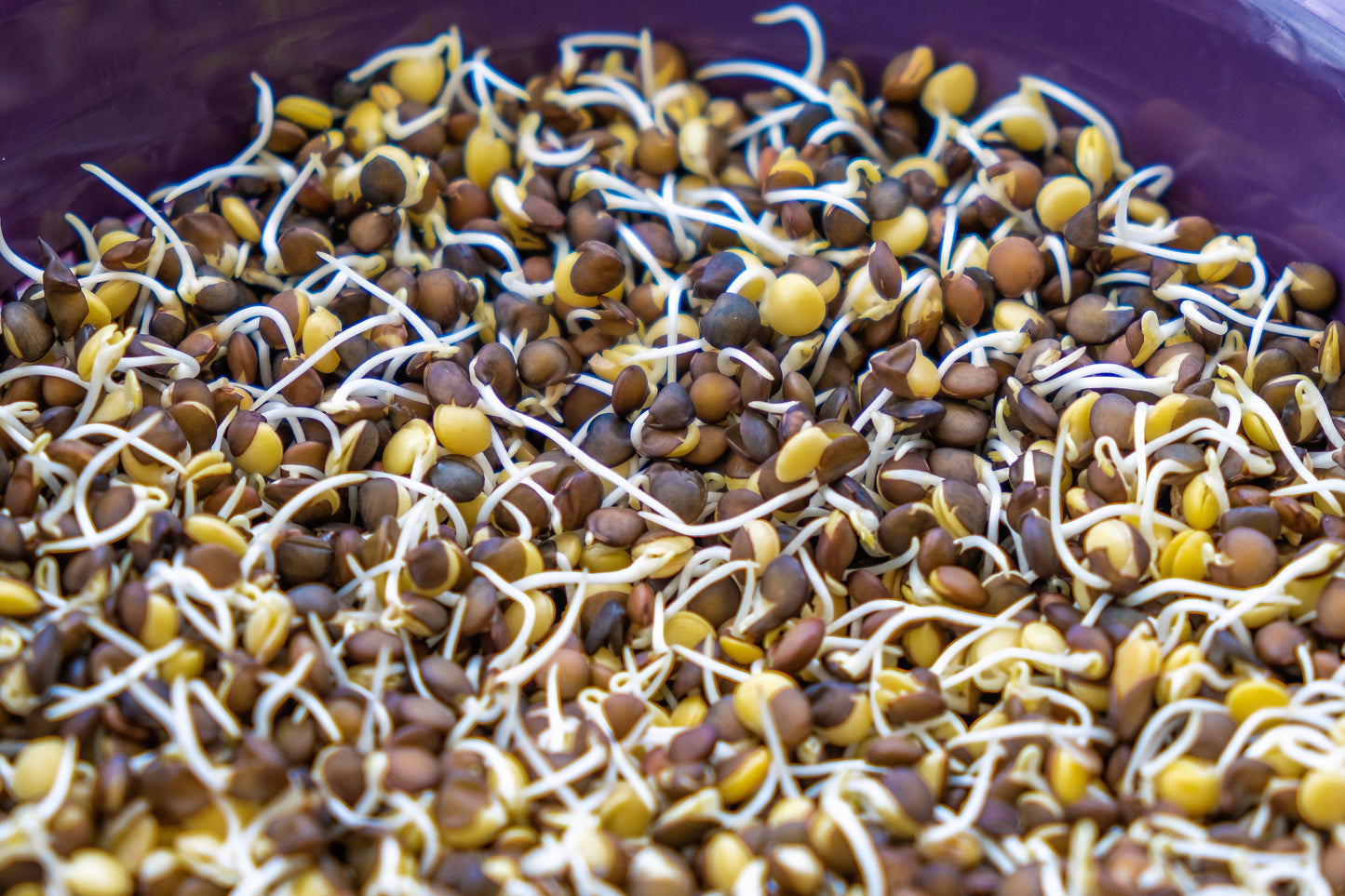 100 BLACK LENTIL Bush Lens Culinaris Vegetable Legume Sprouts Seeds