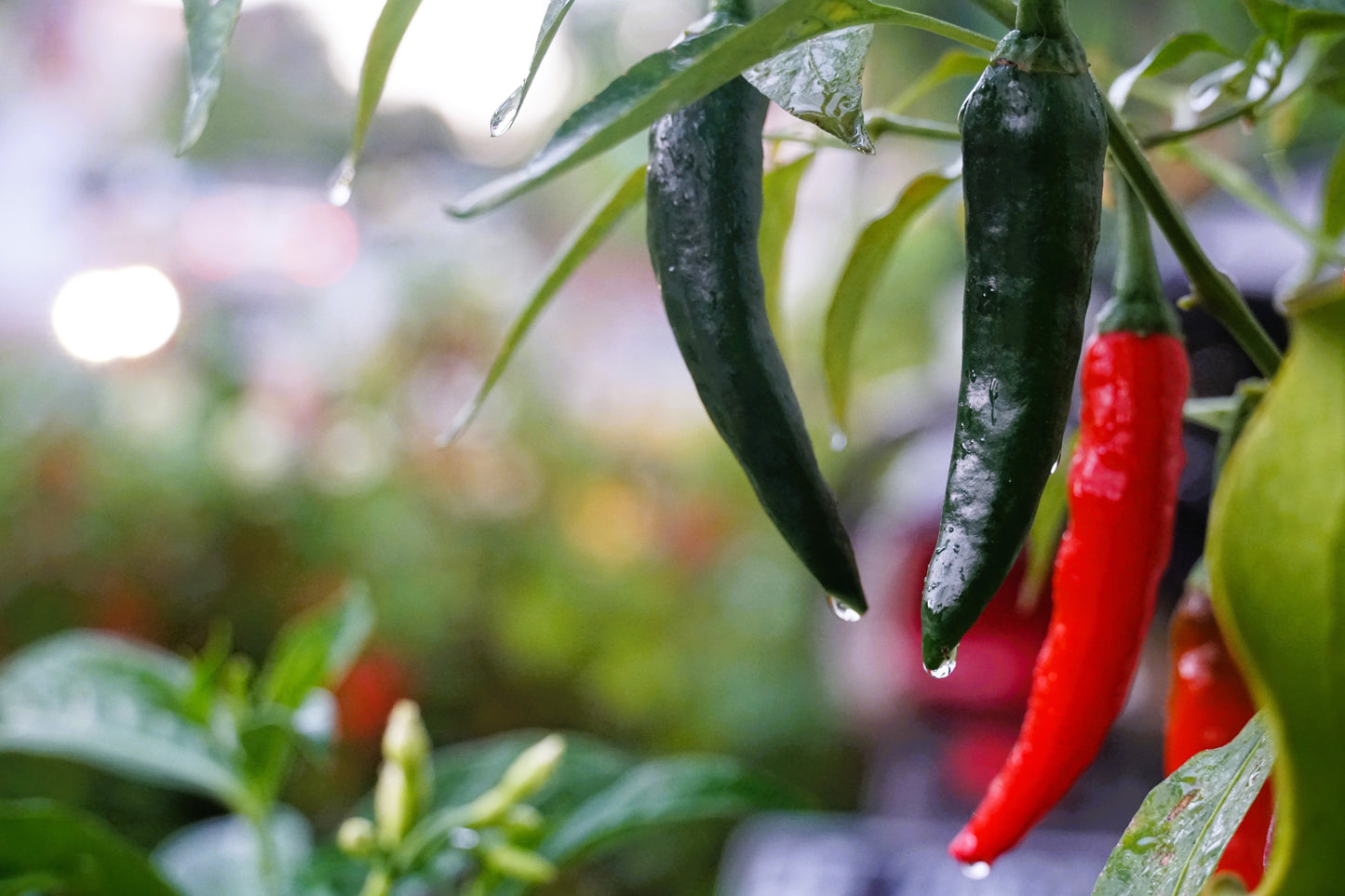 200 Hot SERRANO TAMPIQUENO PEPPER Mexican Chile Capsicum Annuum Vegetable Seeds