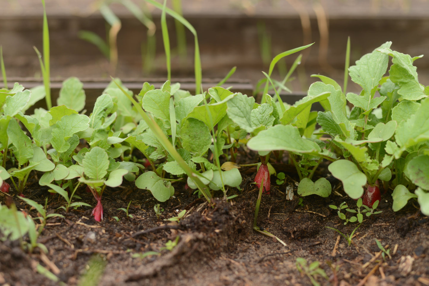 100 CHINA ROSE RADISH (Chinese Winter Radish) Raphanus Sativus Vegetable Seeds