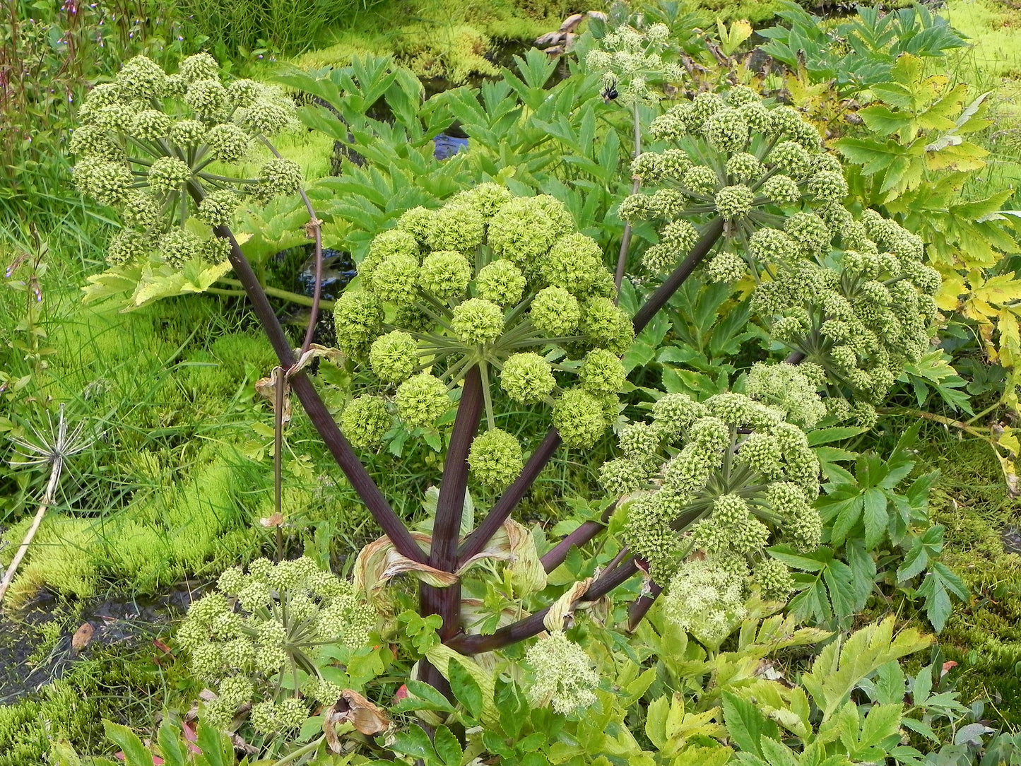 30 ANGELICA Archangelica Officinalis Edible Archangel / Holy Ghost Herb Seeds