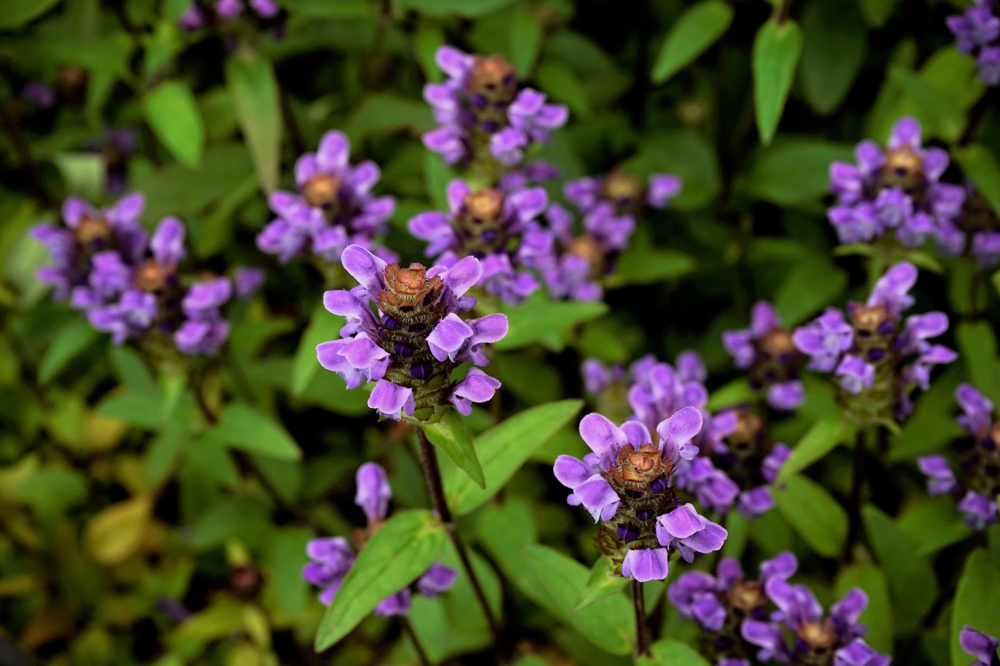 100 HEAL ALL Self Heal Prunella Vulgaris Purple Herb Flower Seeds