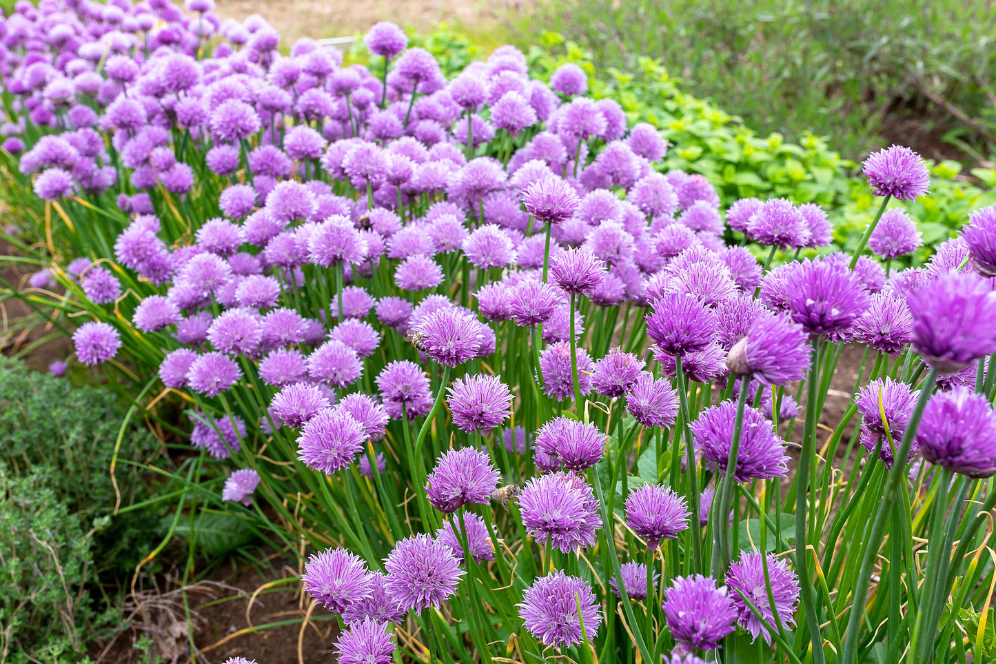 500 CHIVE Allium Schoenoprasum Vegetable Seeds