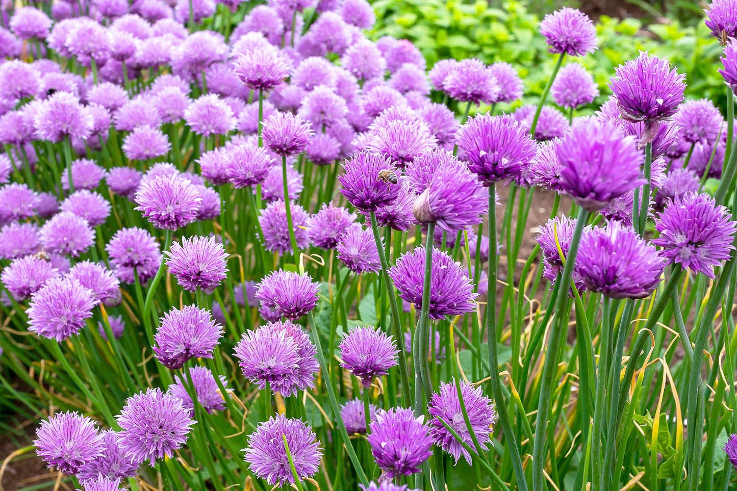 500 CHIVE Allium Schoenoprasum Vegetable Seeds