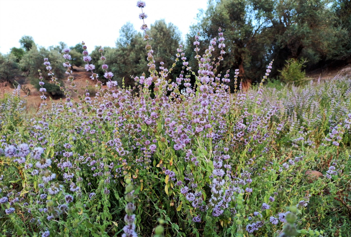 200 PENNYROYAL Mint Mentha Pulegium Herb Purple Flower Seeds