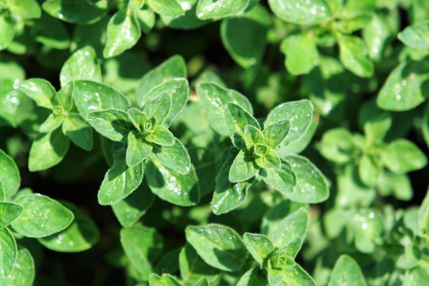 500 OREGANO Origanum Vulgare Herb Purple Butterfly Flower Seeds