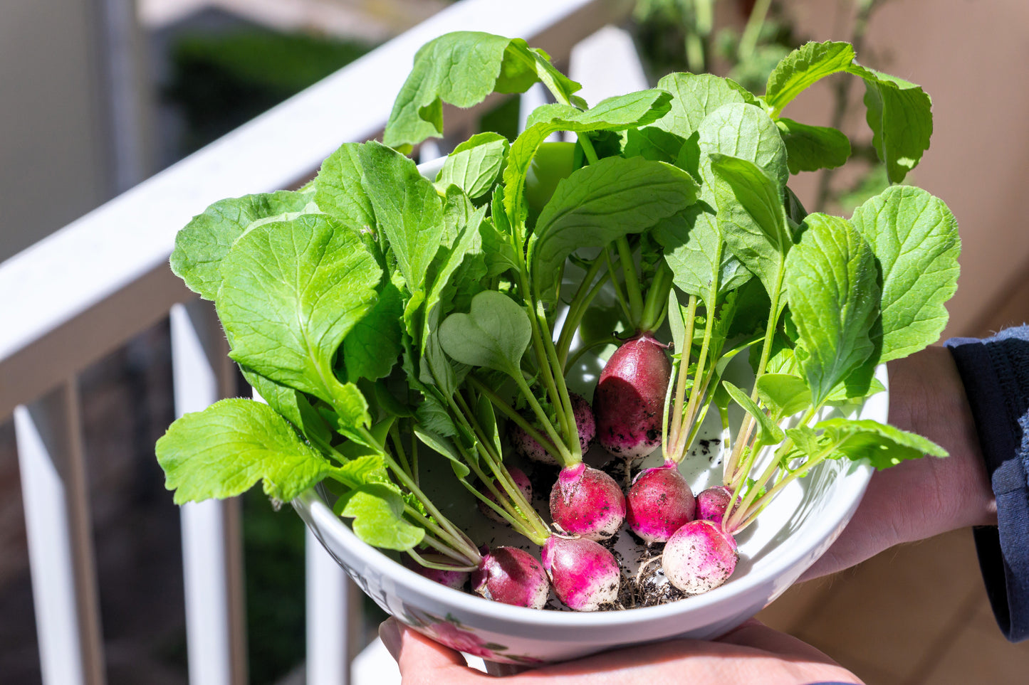 500 SPARKLER WHITE Tip RADISH Sweet European Red Raphanus Sativus Vegetable Seed