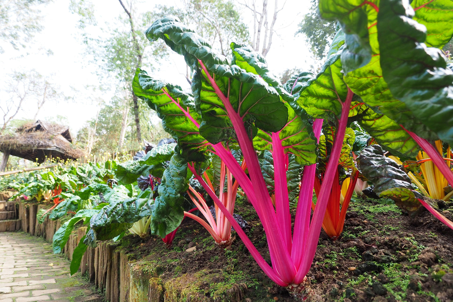 150 RAINBOW MIX SWISS CHARD Mixed Colors Beta Vulgaris Vegetable Seeds