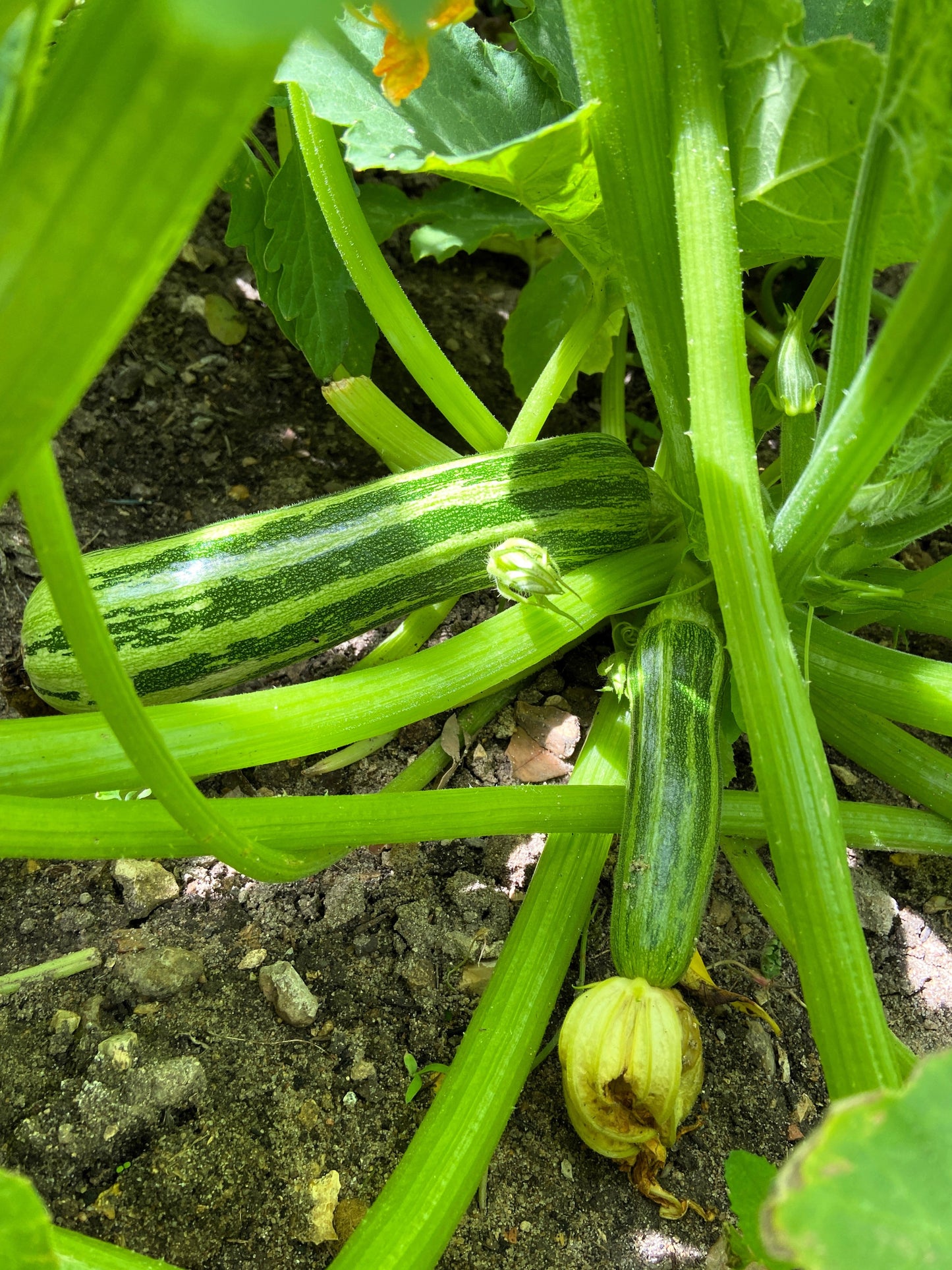50 COCOZELLE di Napoli SQUASH Italian Zucchini Cucurbita Pepo Vegetable Seeds
