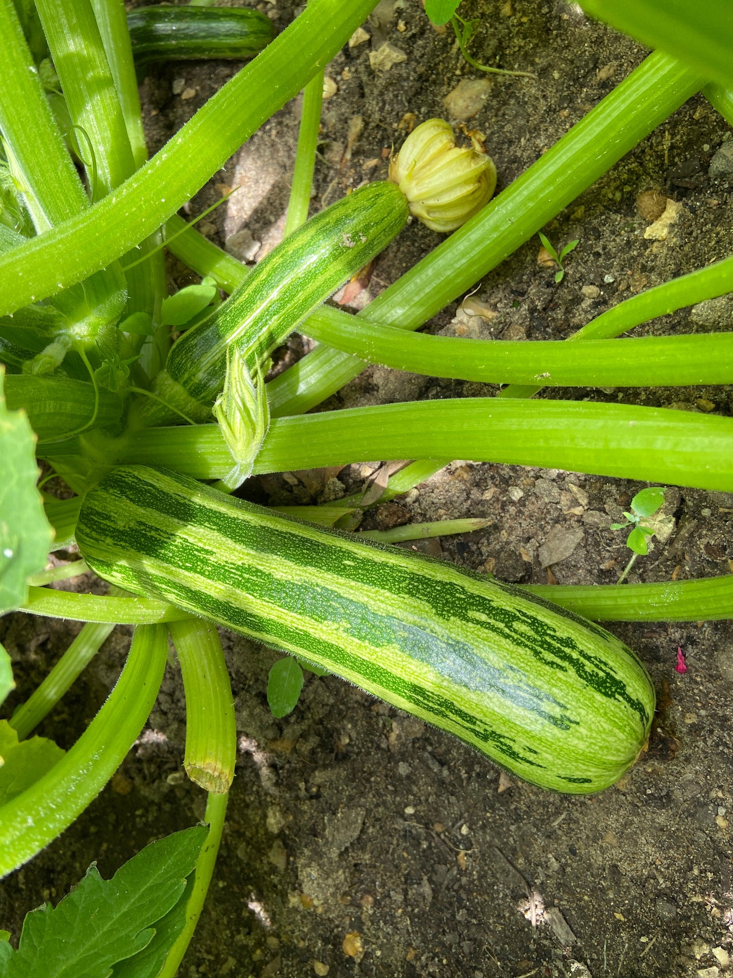 50 COCOZELLE di Napoli SQUASH Italian Zucchini Cucurbita Pepo Vegetable Seeds