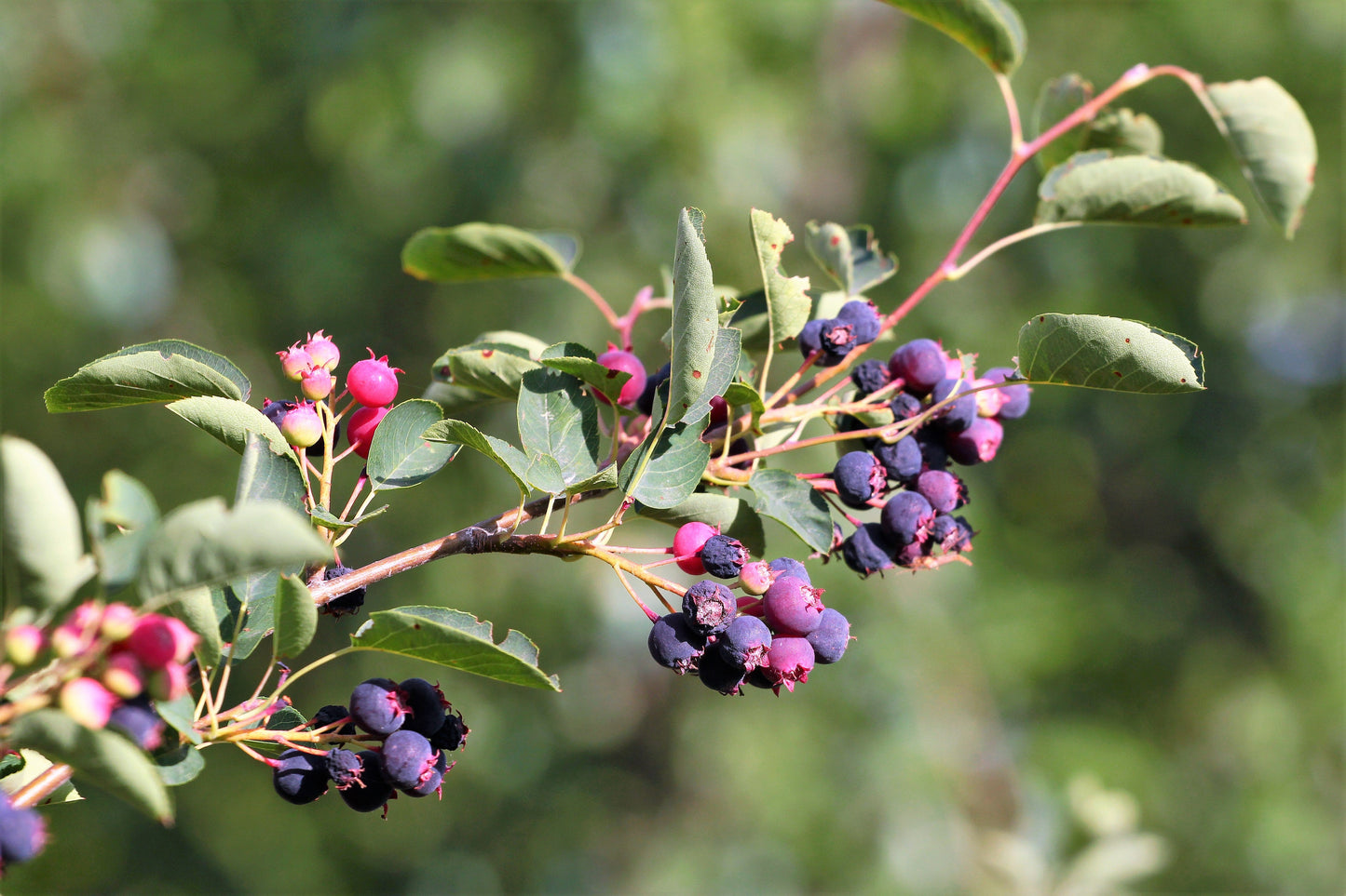 20 SASKATOON SERVICEBERRY aka Western, Pacific, Juneberry, Shadbush Amelanchier Alnifolia Native Edible Purple Berry Fruit White Flower Shrub Seeds