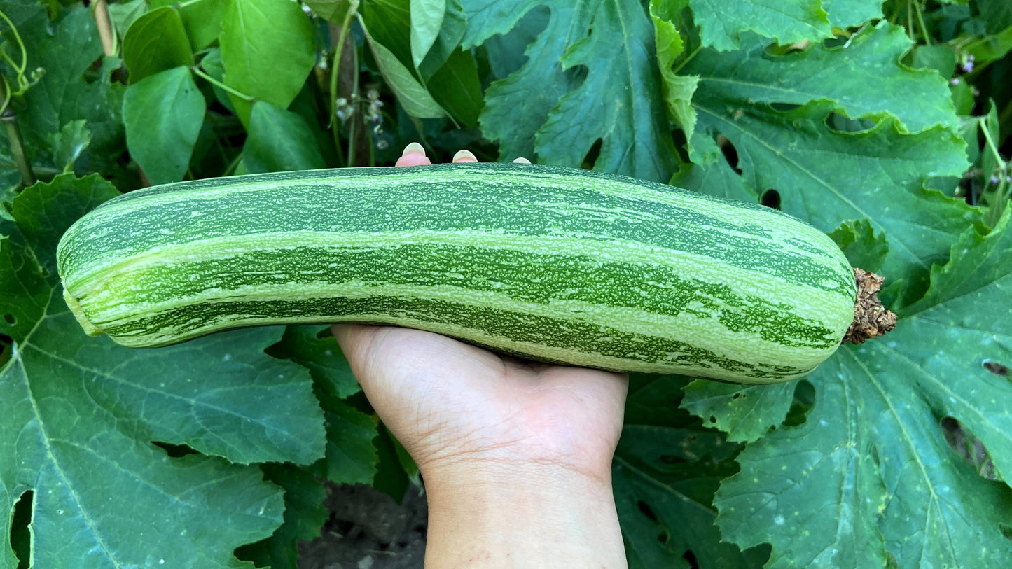 50 COCOZELLE di Napoli SQUASH Italian Zucchini Cucurbita Pepo Vegetable Seeds