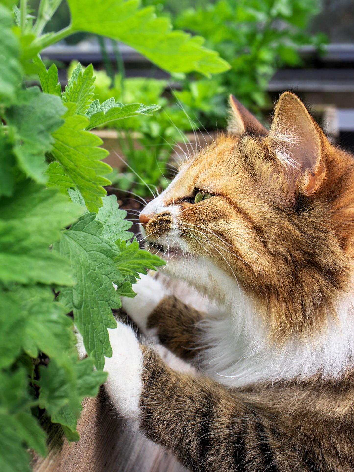 1000 HEIRLOOM CATNIP Nepeta Cataria Herb Flower Seeds