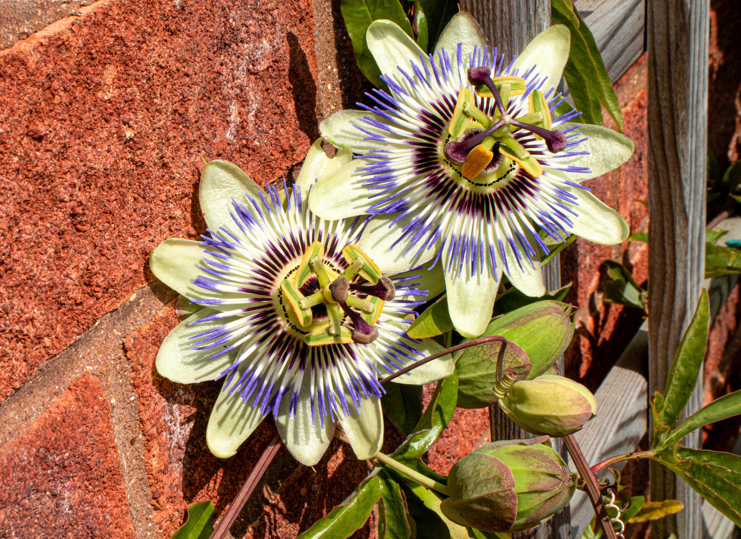 10 Blue Crown PASSION FLOWER / Passion FRUIT Passiflora Caerulea Orange Fruit Vine Seeds