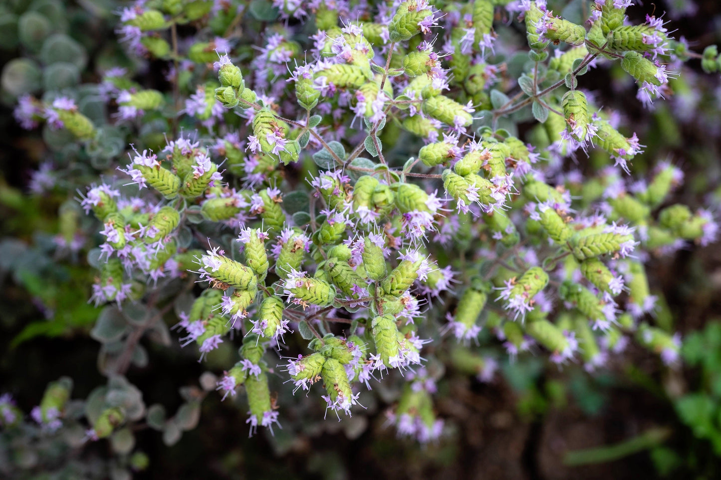 2000 SWEET MARJORAM Origanum Majorana Herb Flower Seeds