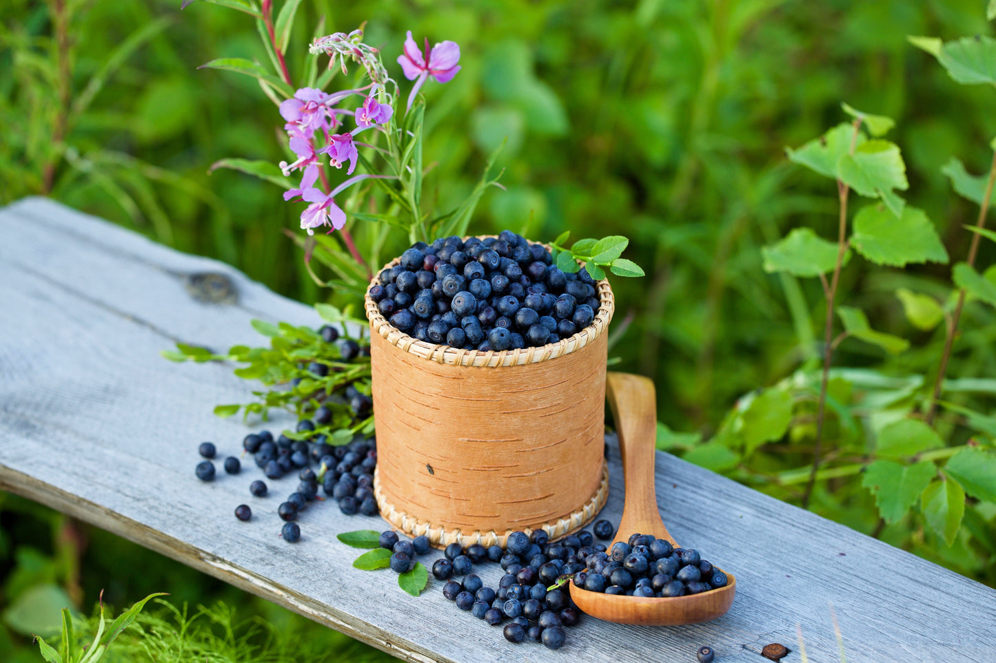 20 Common BILBERRY Fruit Shrub European Blueberry Vaccinium Myrtillus Seeds