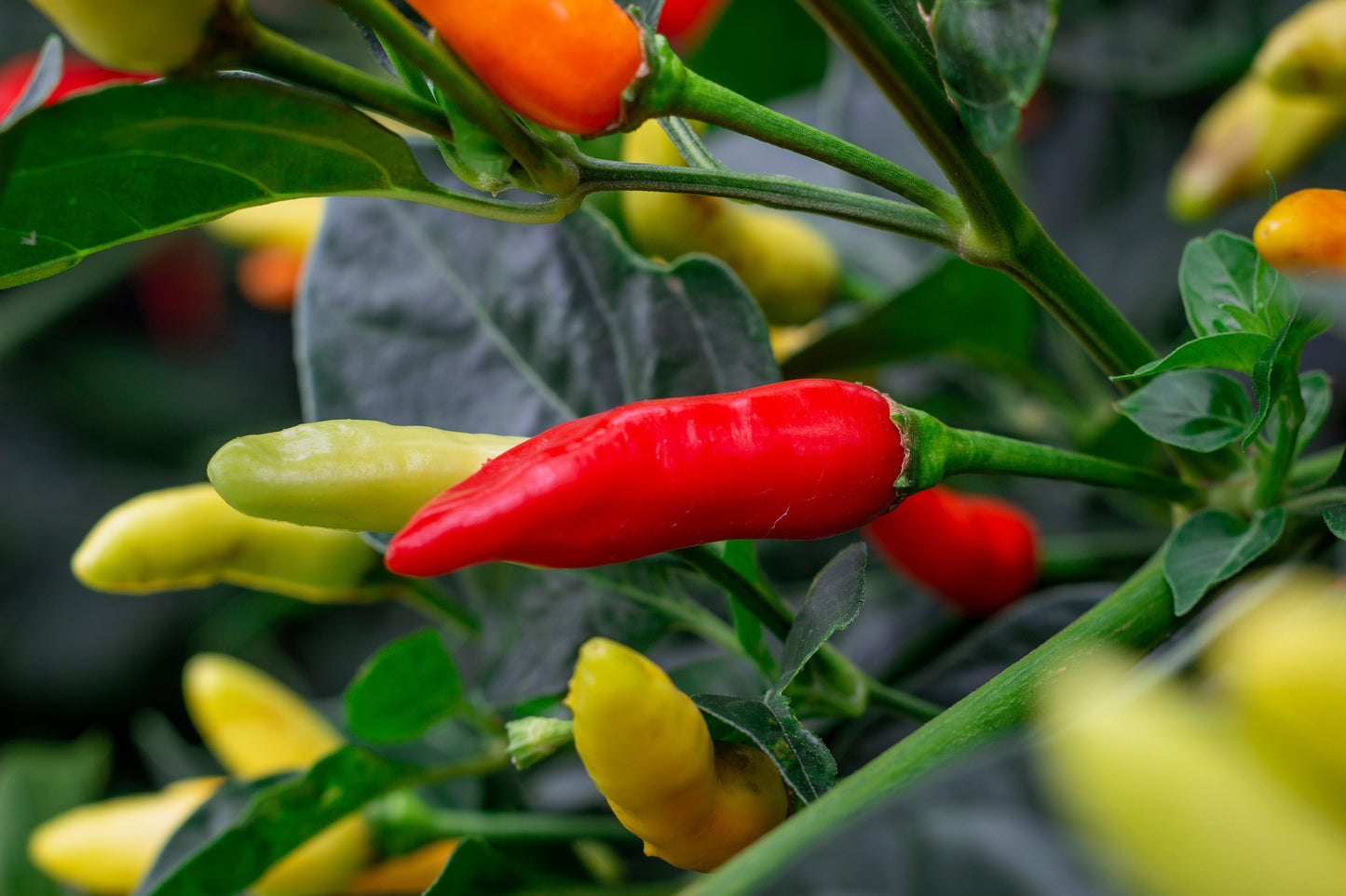 50 TABASCO PEPPER Hot Red Capsicum Fruitescens Vegetable Seeds