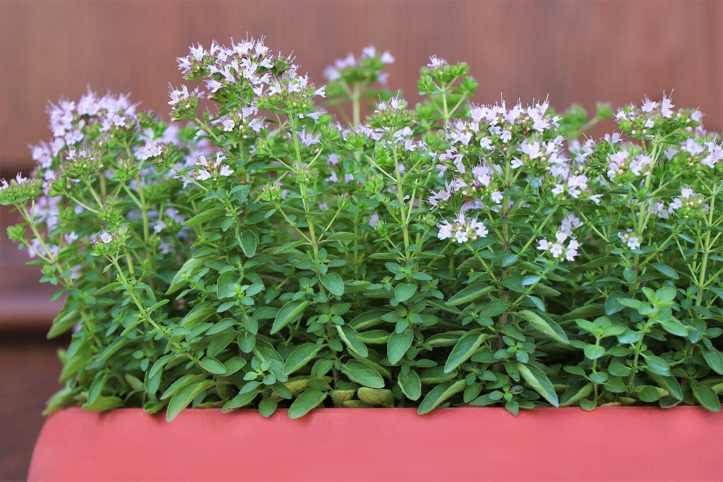 2000 SWEET MARJORAM Origanum Majorana Herb Flower Seeds
