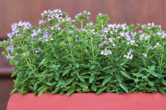2000 SWEET MARJORAM Origanum Majorana Herb Flower Seeds