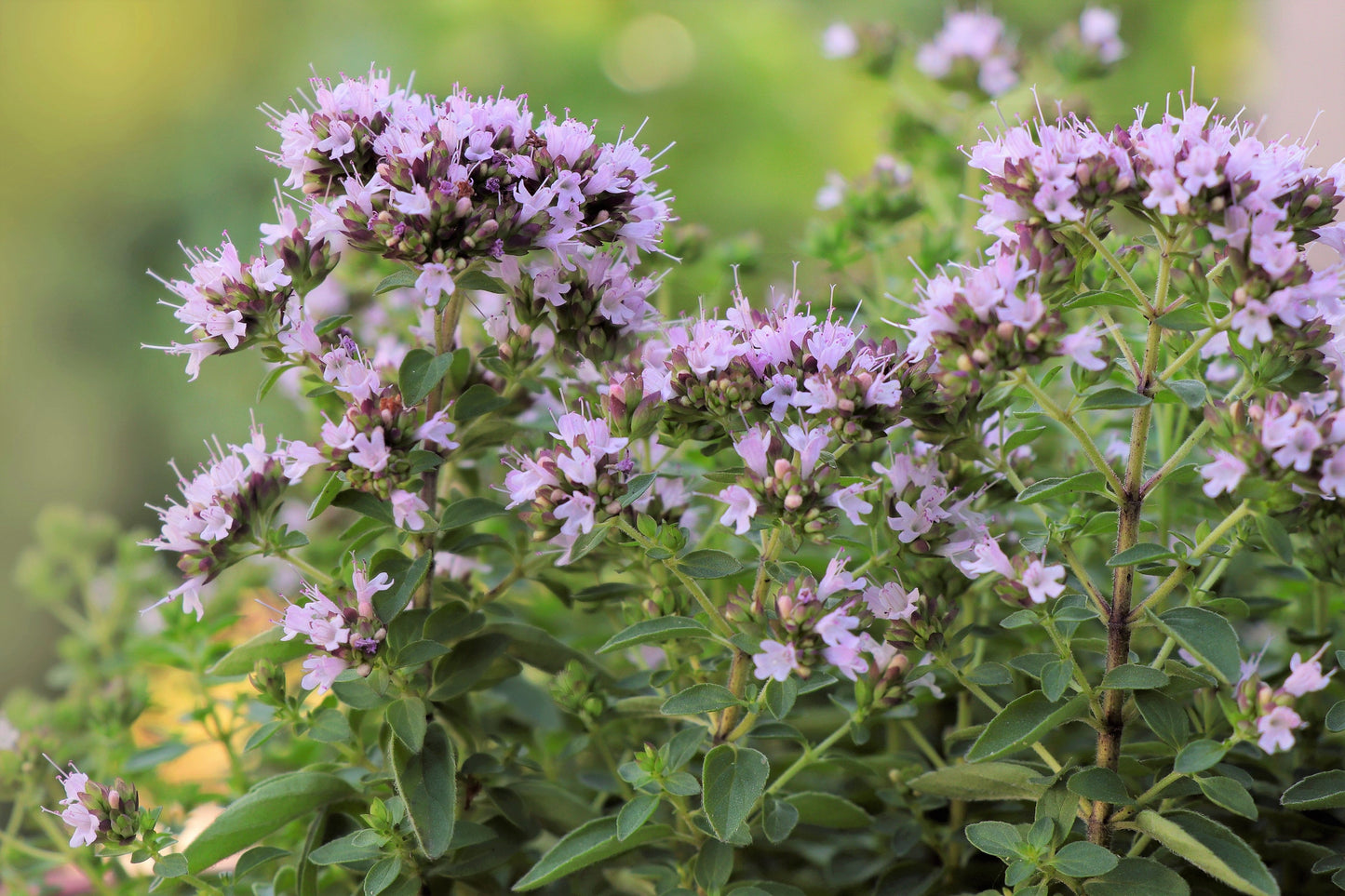 2000 SWEET MARJORAM Origanum Majorana Herb Flower Seeds
