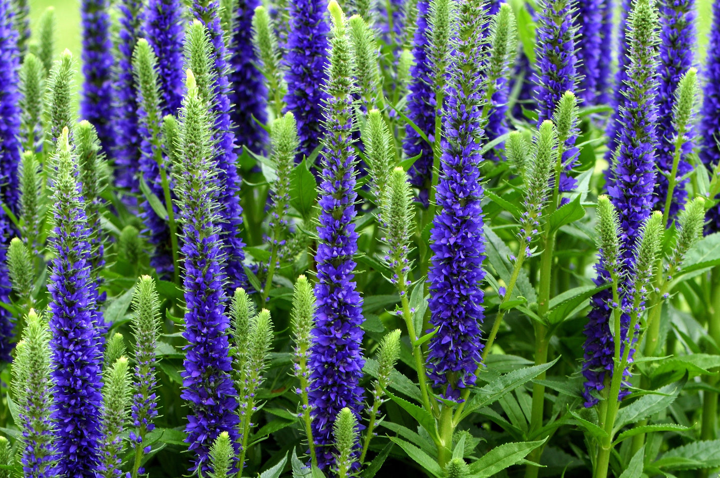 200 BLUE BOUQUET VERONICA Spicata Spike Speedwell Herb Flower Seeds