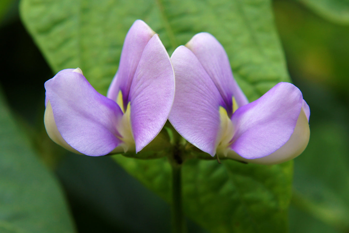 50 PURPLE PINKEYE COWPEA Southern Cow Pea Crowder Vigna Unguiculata Vegetable Legume Seeds