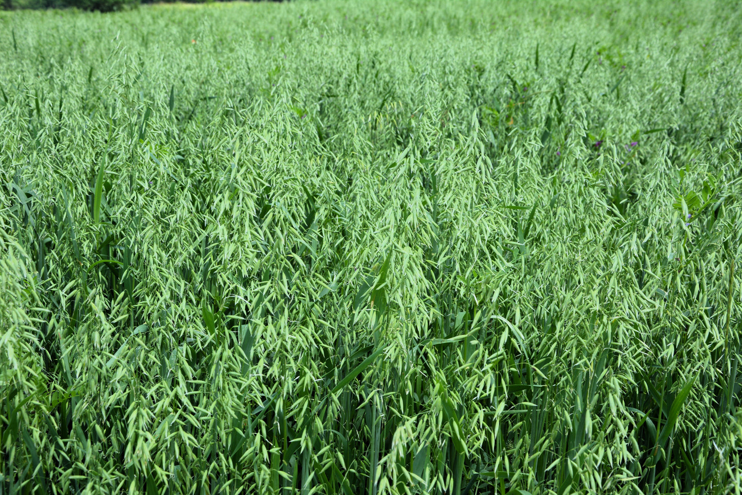 200 ORGANIC OAT Oats Avena Sativa Grain Vegetable Seeds