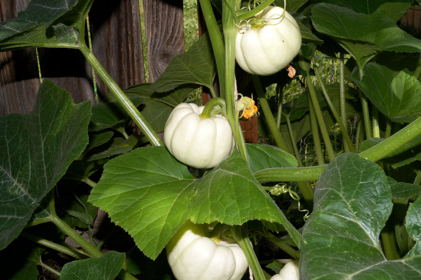 15 WHITE Baby Boo MINI PUMPKIN Miniature Cucurbita Pepo Vegetable Seeds