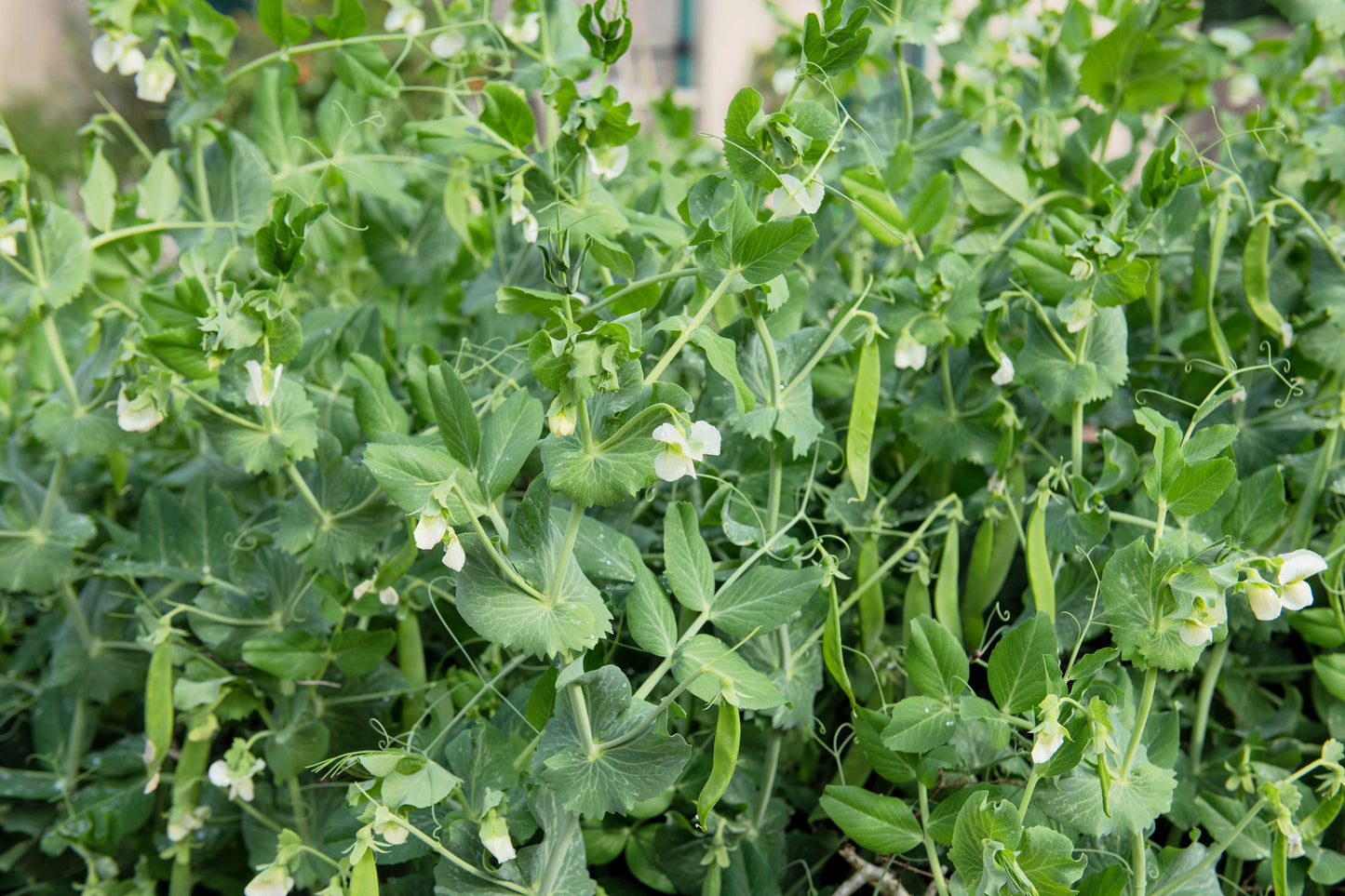 50 GREEN ARROW PEA Heirloom Shelling English Pisum Sativum Vegetable Seeds