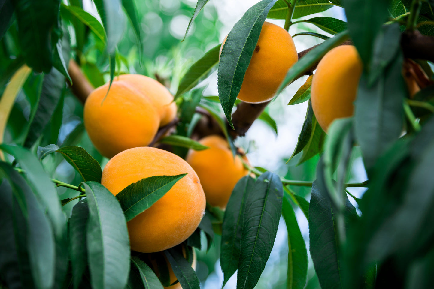 3 NEMAGUARD PEACH TREE Prunus Persica Fruit Pink Flower Seeds