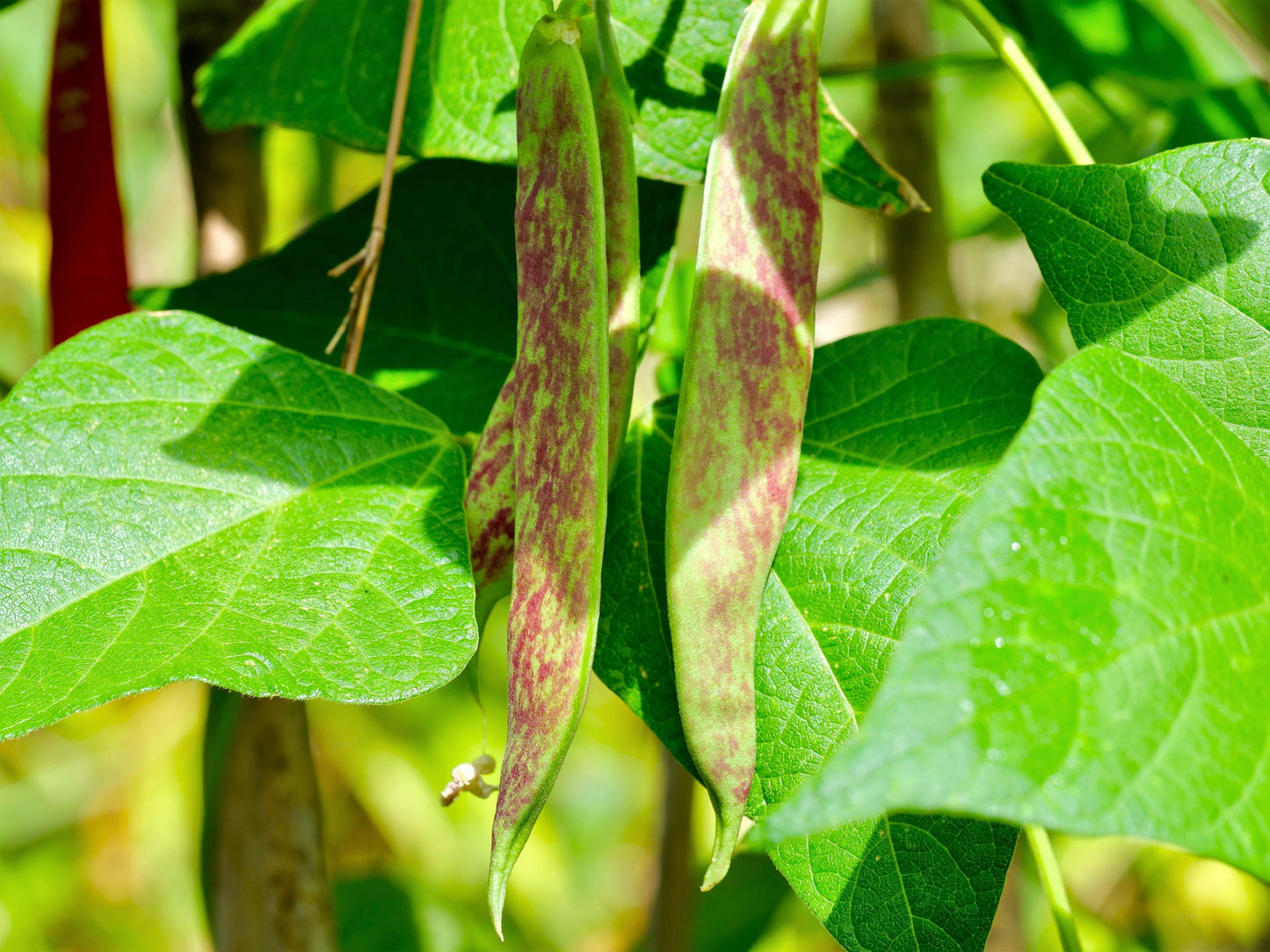 25 DWARF HORTICULTURE BEAN Taylor Long French Phaseolus Vulgaris Vegetable Seeds