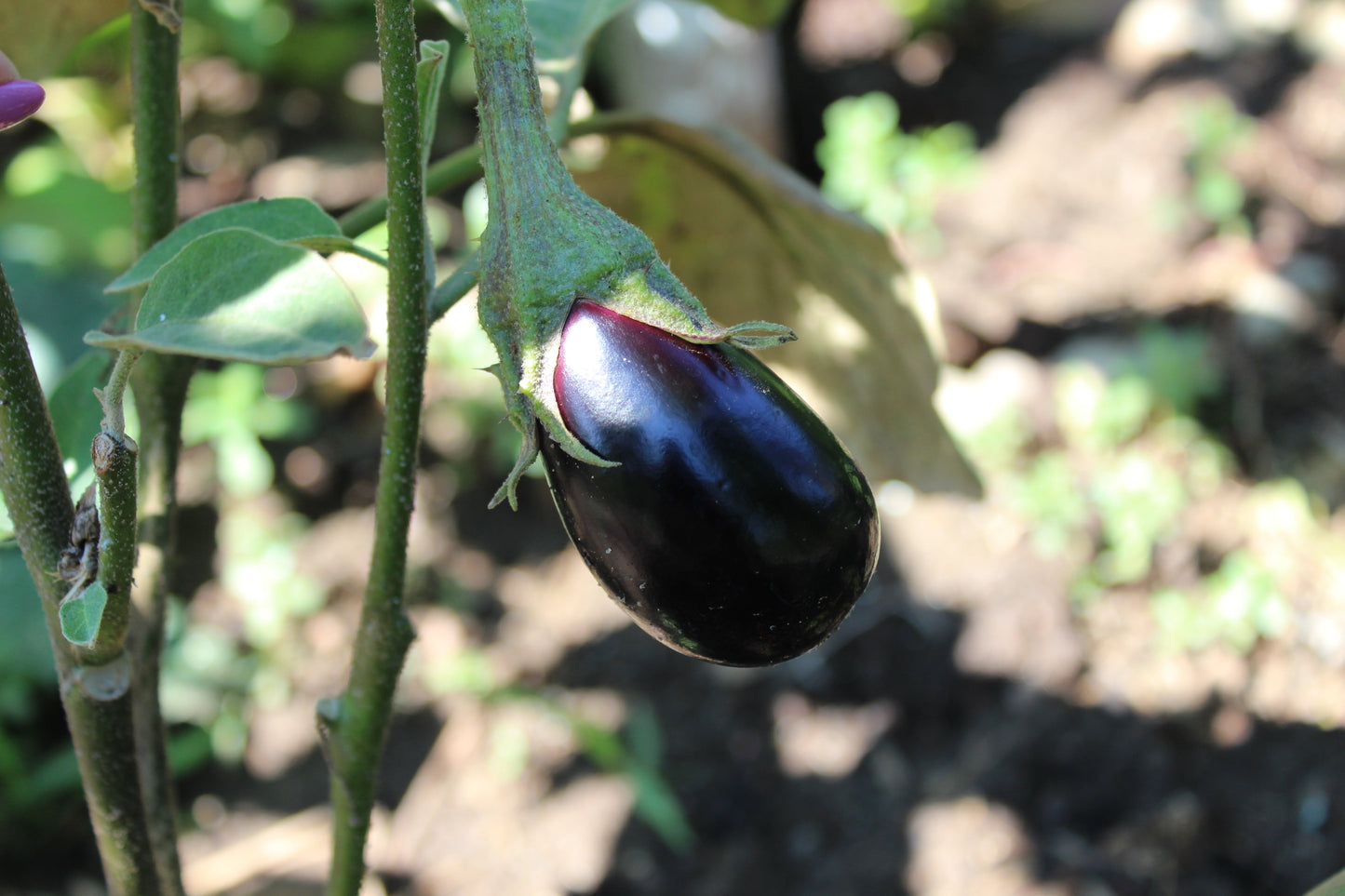 1000 BLACK BEAUTY EGGPLANT Solanum Melongena Esculentum Vegetable Seeds