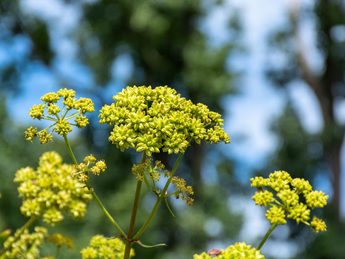50 LOVAGE Levistucum Officinale - Flavor like celery & anise - Herb Flower Seeds
