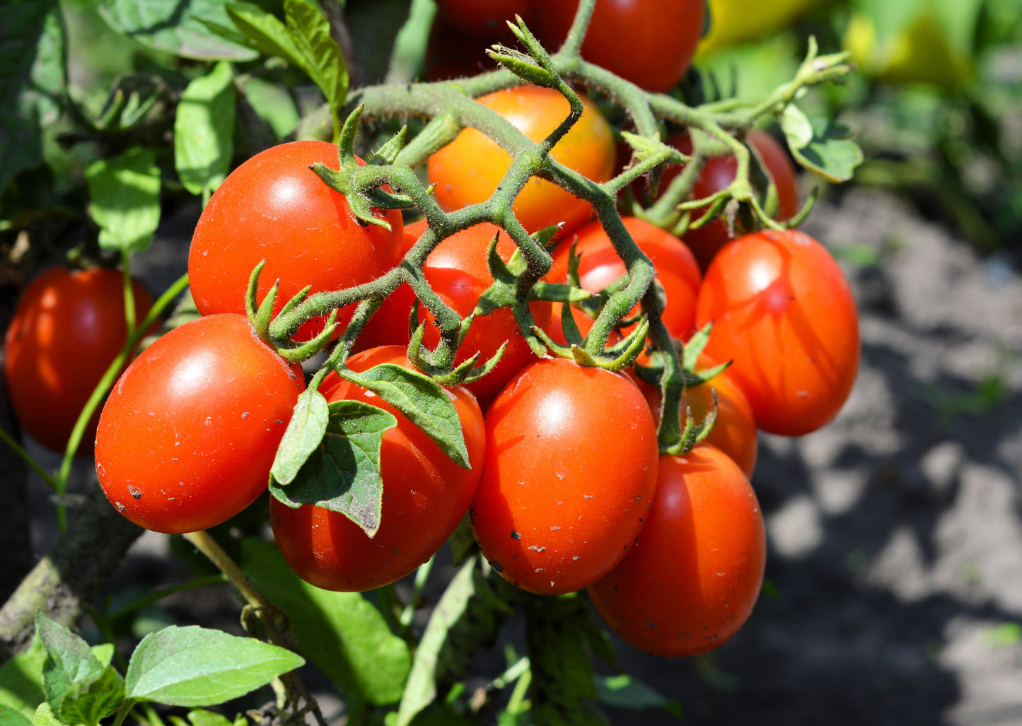 500 ITALIAN ROMA TOMATO Lycopersicon Lycopersicum Fruit Vegetable Seeds